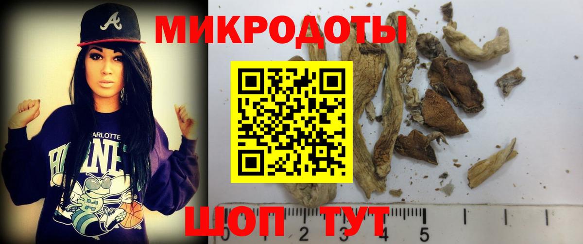 Псилоцибиновые грибы Psilocybe Тамбов